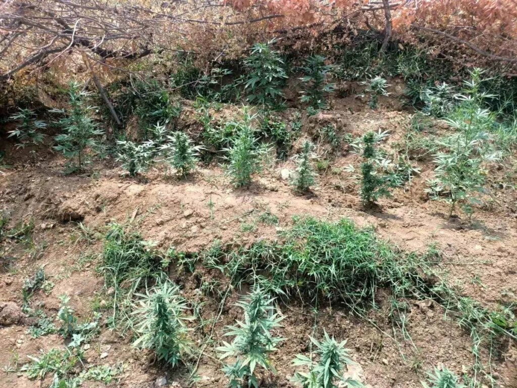 bingolde uyusturucu operasyonu Emr74GGQ