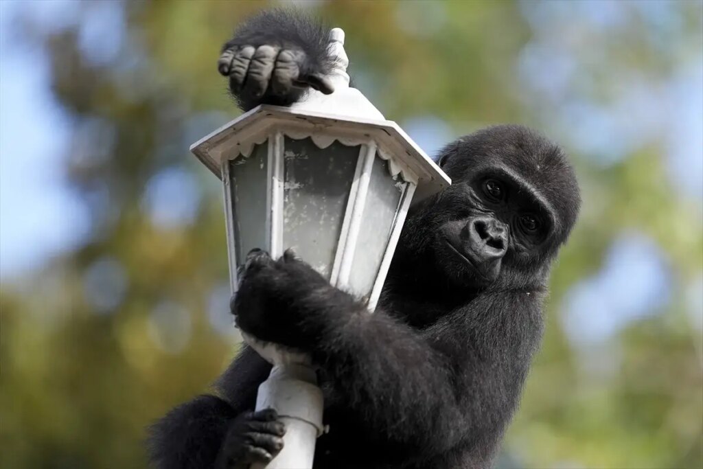 goril yavrusu zeytin nijeryaya gonderiliyor qxwaIjw1