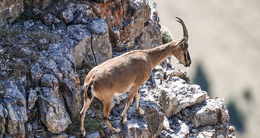 karadenizin 4 ilinde 27 dag kecisi ihale ile avlanacak K4ik11rr
