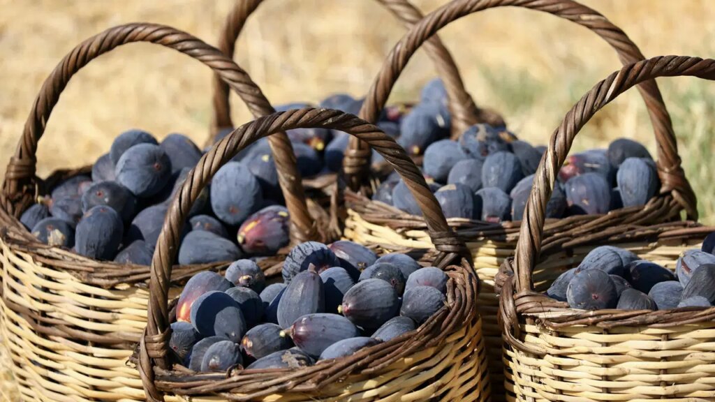 yeni kuru incir cesidi gelistirildi siyah orak hasadi suruyor GI14nWAl