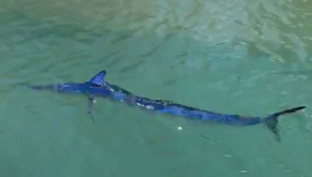 baligi kiyida zipkinla vurdu 12 bin lira ceza yedi Zh43avk2