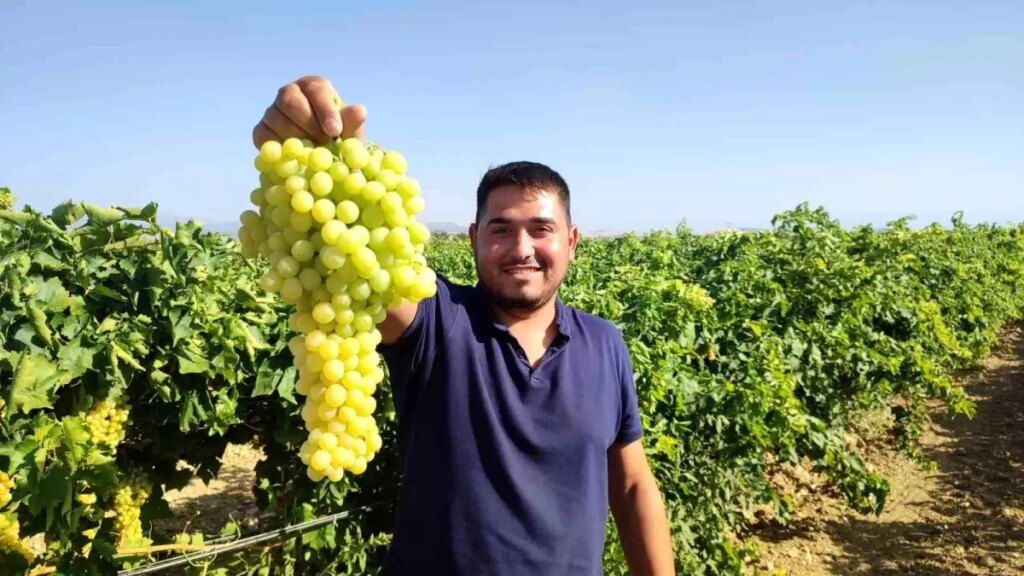 isabey uzumunde hasat sezonu VvbpdKMc