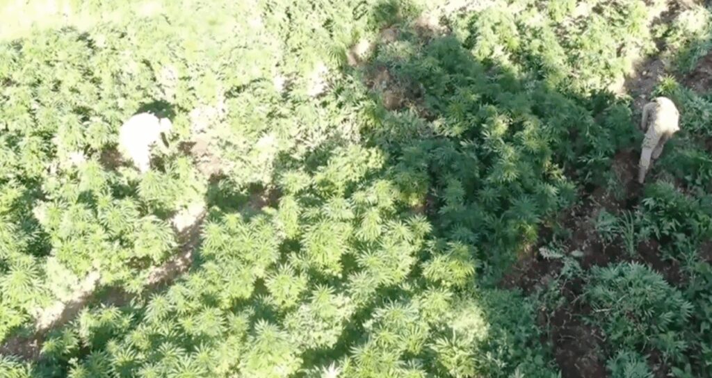 mugla aciklarindaki teknedeki 210 kilogram skunk yakalandi b3sRpSjF