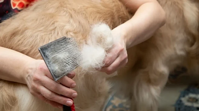 prof dr ozluden hayvan tuyu uyarisi jtswkuO1