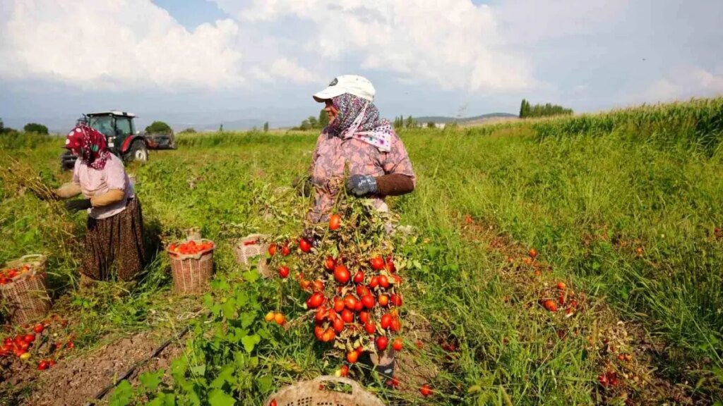 sindirgida deprem sonrasi tarimsal uretim devam ediyor R7zajtKP