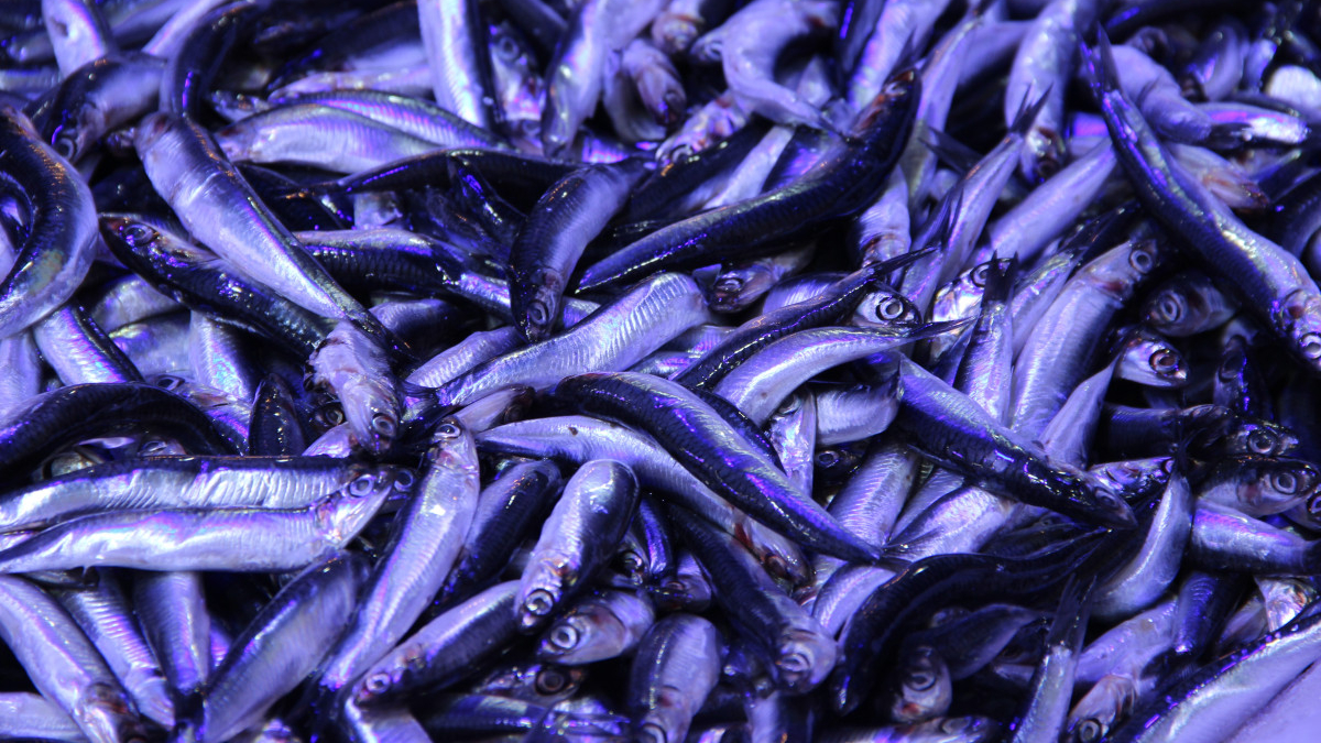 corumda hamsinin kilosu 40 liraya dustu kuyruk olustu DVJHq5iB.jpg