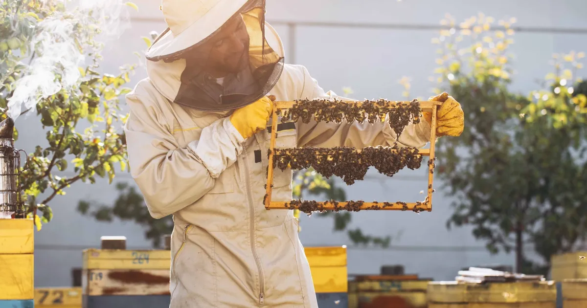 kralice ariyi uzun yasatan ari sutu insanlar icin de saglik kalkani Tl7Z3NpJ.webp