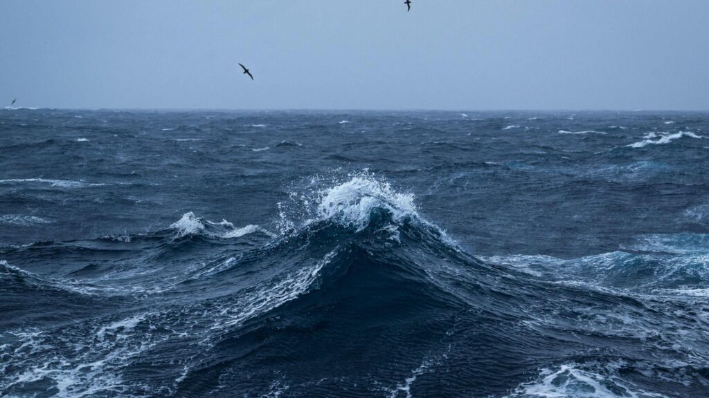 Okyanusun dibine yerleştirilen kamera yeni bir canlı türü keşfetti: Türü bilinmiyor, uzmanlar da tanımlayamadı