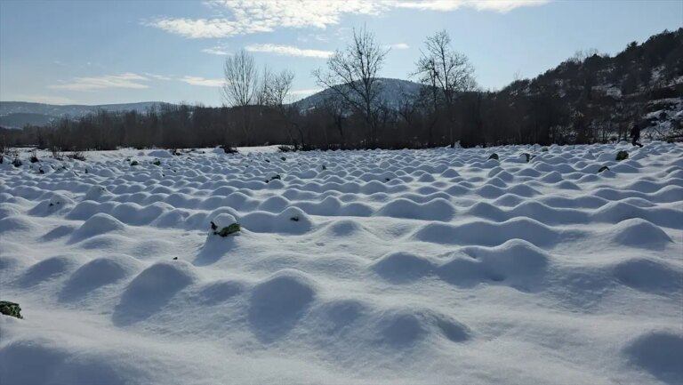 eskipazar-lahanasi-kar-altinda-hasat-ediliyor-LJpmYuc3.jpg