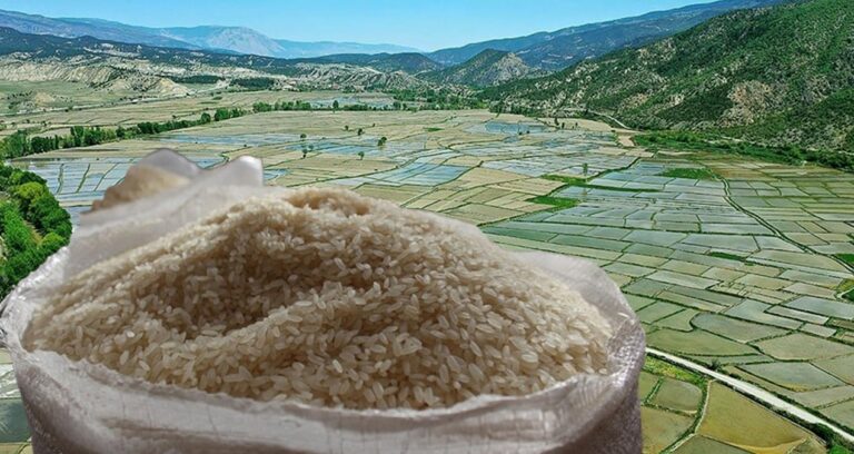 tosya-pirinci-tarihe-karisacak-jCa1JXP8.jpg
