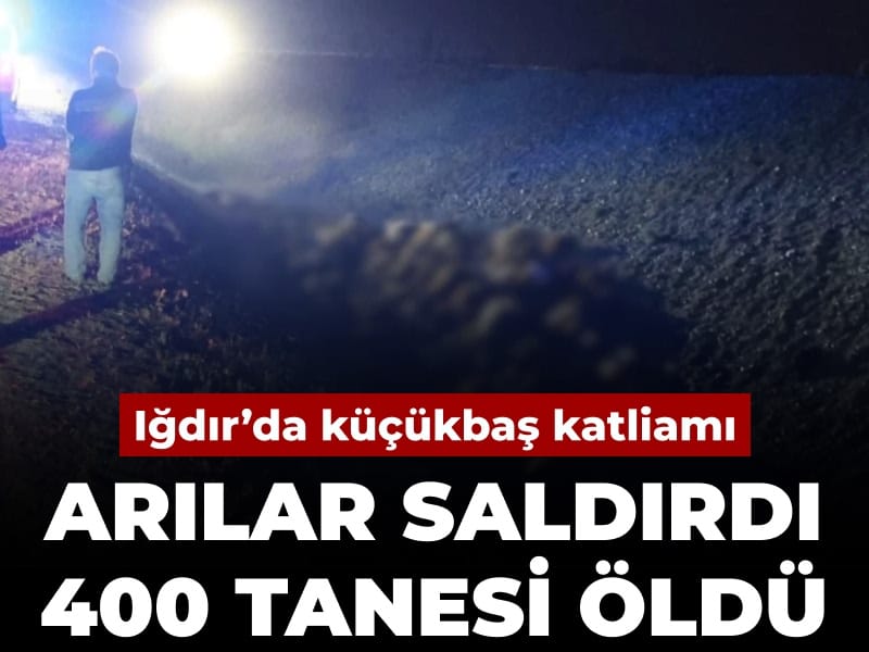 Iğdır’da Küçükbaş Hayvan Sürüsü Arı Saldırısında Kayıplar Verdi