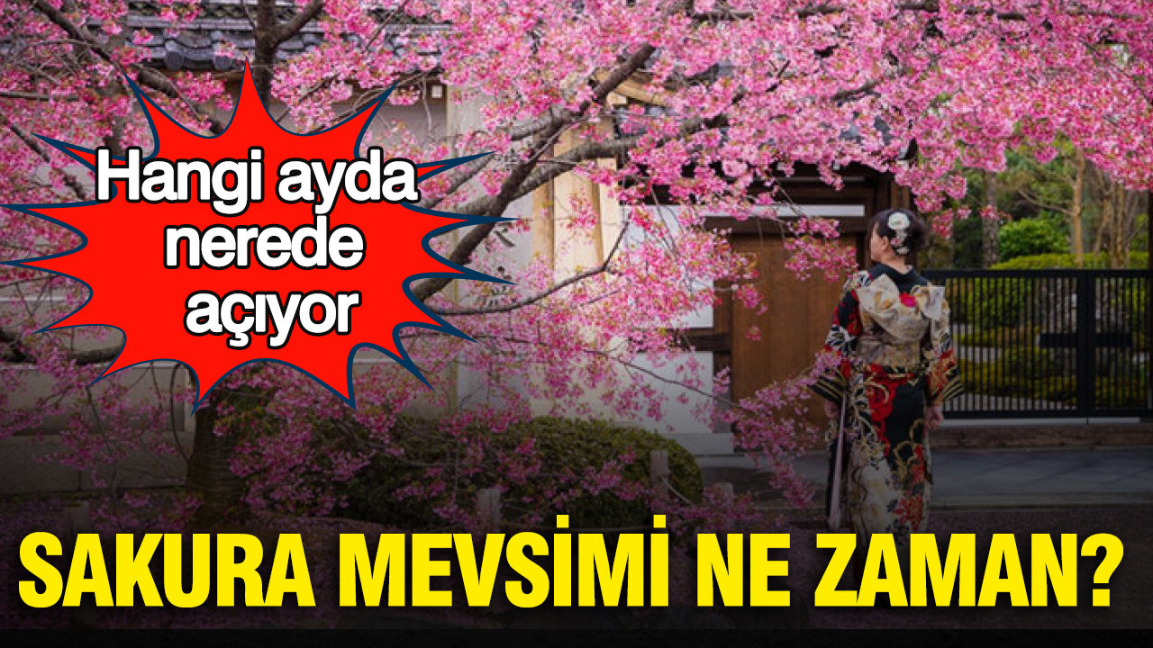 Sakura Çiçekleri Mevsimi: Ne Zaman Açıyor ve Nerelerde Görülür?