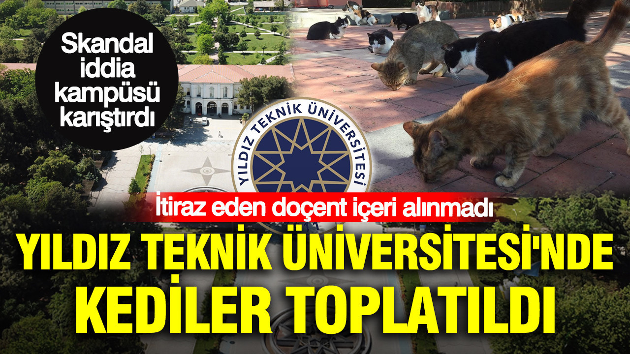 Yildiz teknik universitesinde kediler toplatildi itiraz eden docent iceri alinmadi F4lUaMQU